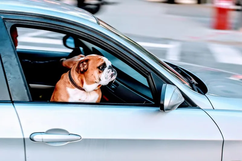 Şehir trafiğinde ilerleyen bir aracın camından dışarı bakan bulldog